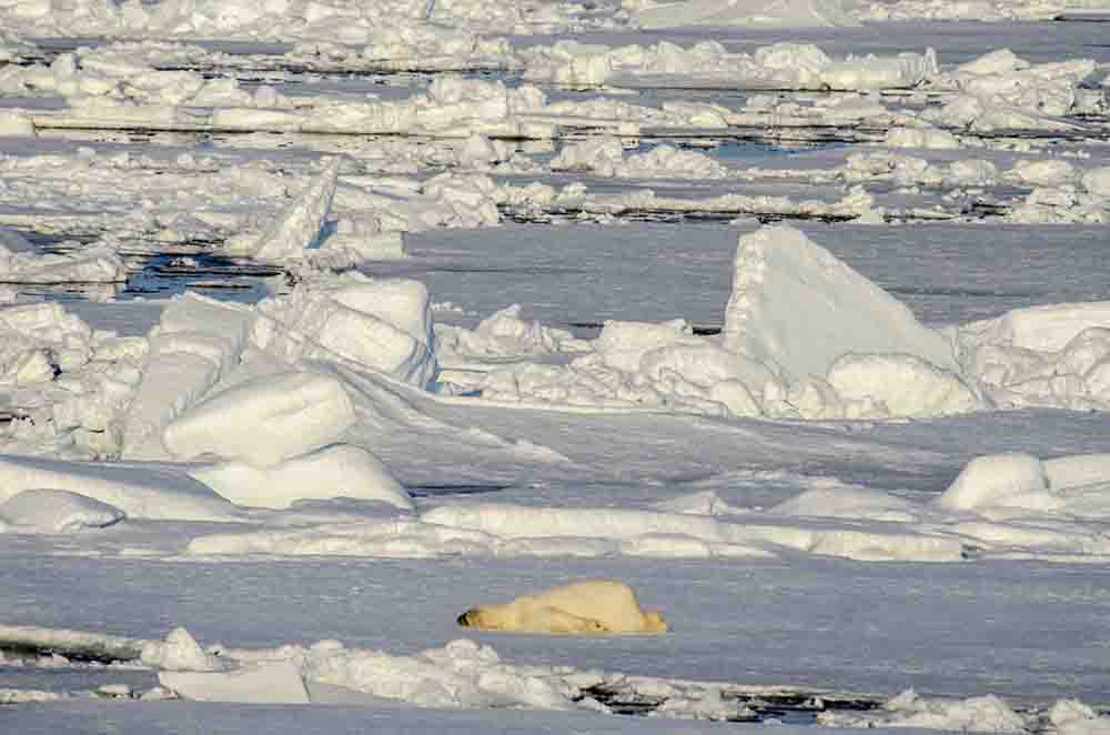 Oso Polar - islas Svalbard - Noruega 48.jpg